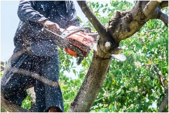 tree services Purcellville